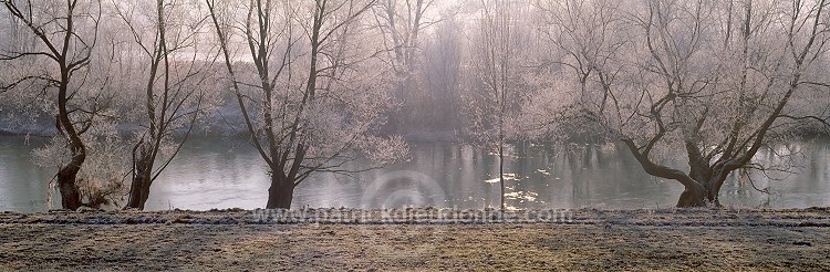Saules et givre, riviere Meuse, Lorraine, France - FME163