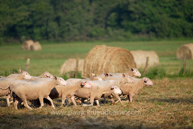 Moutons dans vallee de Meuse (55), France - FME210