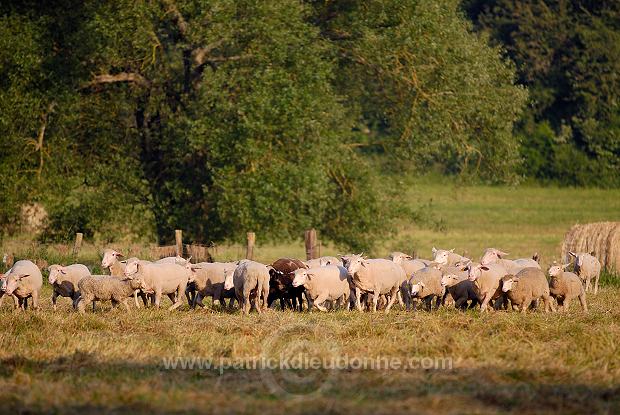 Moutons dans vallee de Meuse (55), France - FME211