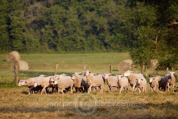 Moutons dans vallee de Meuse (55), France - FME212