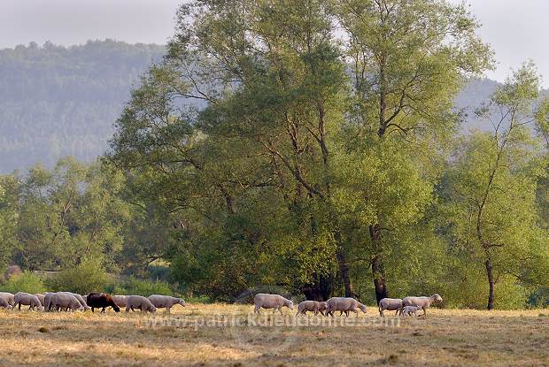 Moutons dans vallee de Meuse (55), France - FME213