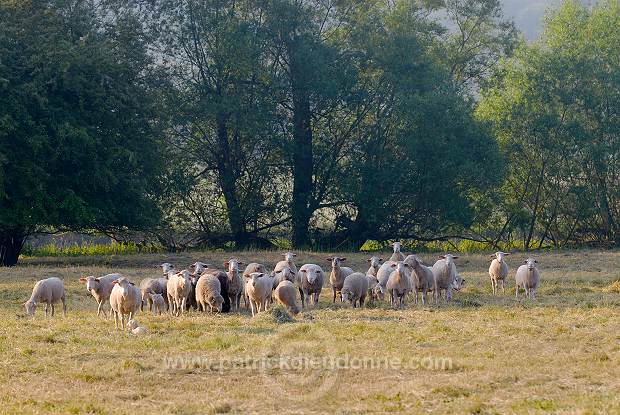 Moutons dans vallee de Meuse (55), France - FME214