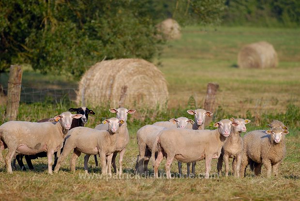 Moutons dans vallee de Meuse (55), France - FME215
