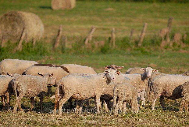 Moutons dans vallee de Meuse (55), France - FME216