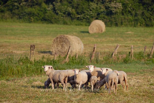 Moutons dans vallee de Meuse (55), France - FME217