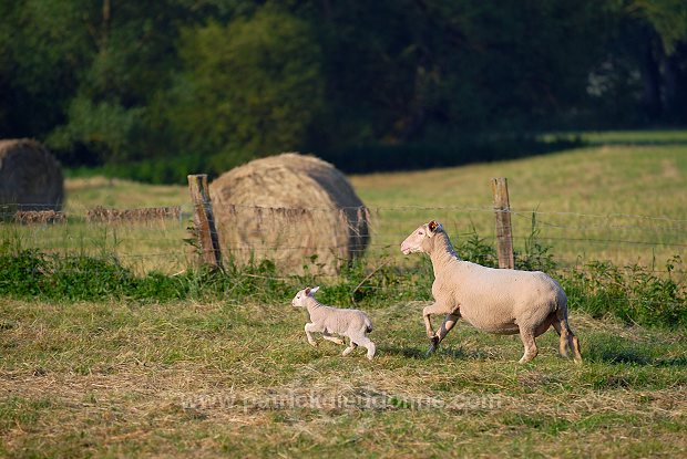Moutons dans vallee de Meuse (55), France - FME218