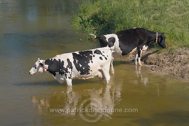 Vaches buvant dans la Meuse, Meuse (55), France - FME204