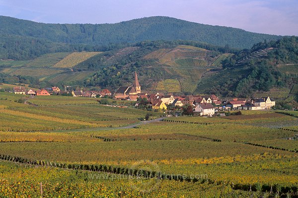 Niedermorschwihr, Haut Rhin, Alsace, France - FR-ALS-0426