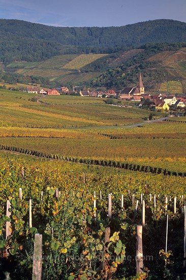 Niedermorschwihr, Haut Rhin, Alsace, France - FR-ALS-0427