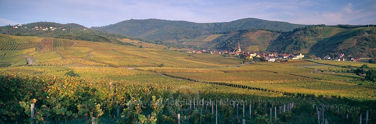 Niedermorschwihr, Haut Rhin, Alsace, France - FR-ALS-0435