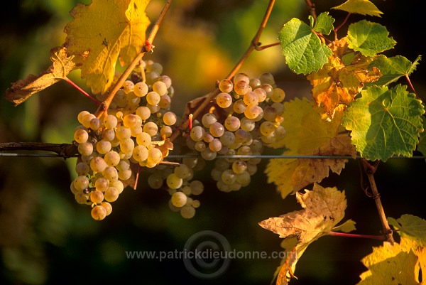 Riesling grapes, Alsace, France - FR-ALS-0439