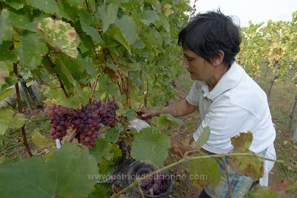 Vendange en Alsace (Grapes Harvest), Alsace, France - FR-ALS-0538
