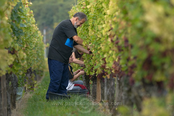 Vendange en Alsace (Grapes Harvest), Alsace, France - FR-ALS-0540