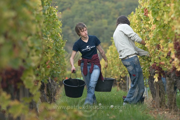 Vendange en Alsace (Grapes Harvest), Alsace, France - FR-ALS-0541