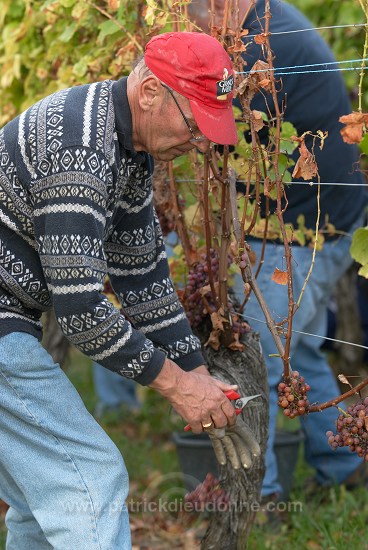 Vendange en Alsace (Grapes Harvest), Alsace, France - FR-ALS-0542