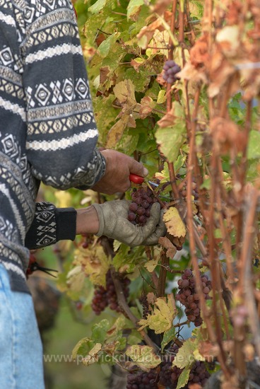 Vendange en Alsace (Grapes Harvest), Alsace, France - FR-ALS-0543
