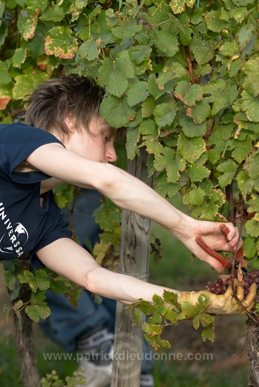 Vendange en Alsace (Grapes Harvest), Alsace, France - FR-ALS-0544