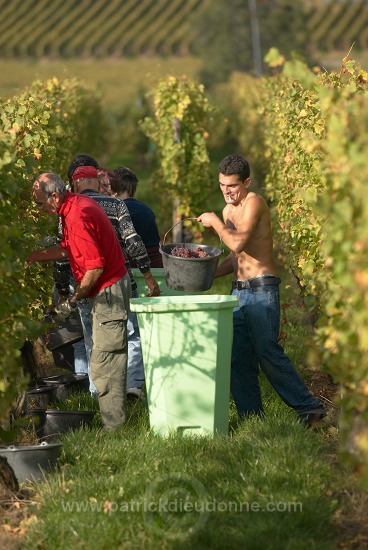Vendange en Alsace (Grapes Harvest), Alsace, France - FR-ALS-0545