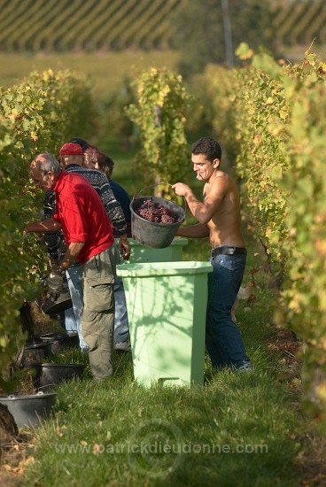 Vendange en Alsace (Grapes Harvest), Alsace, France - FR-ALS-0546