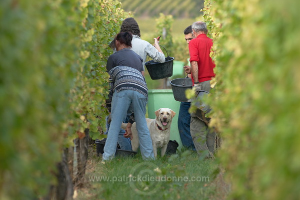 Vendange en Alsace (Grapes Harvest), Alsace, France - FR-ALS-0547