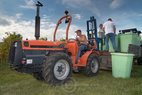 Vendange en Alsace (Grapes Harvest), Alsace, France - FR-ALS-0549