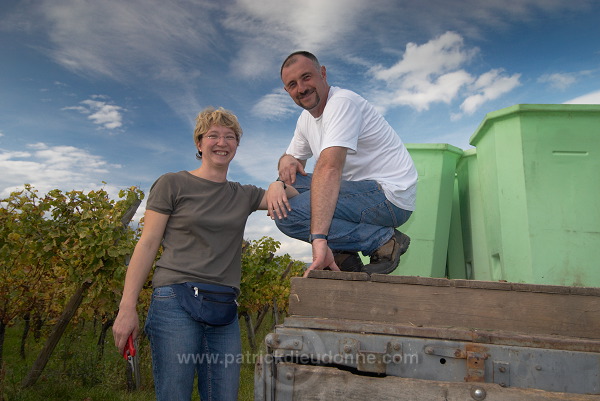 Vendange en Alsace (Grapes Harvest), Alsace, France - FR-ALS-0550