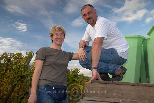 Vendange en Alsace (Grapes Harvest), Alsace, France - FR-ALS-0551