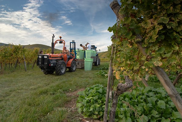 Vendange en Alsace (Grapes Harvest), Alsace, France - FR-ALS-0553