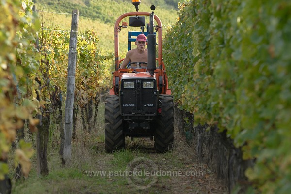 Vendange en Alsace (Grapes Harvest), Alsace, France - FR-ALS-0555