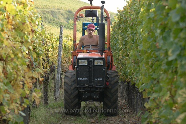 Vendange en Alsace (Grapes Harvest), Alsace, France - FR-ALS-0556