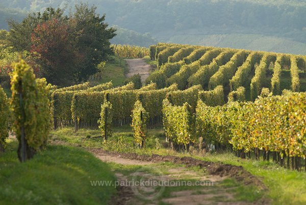 Vendange en Alsace (Grapes Harvest), Alsace, France - FR-ALS-0557