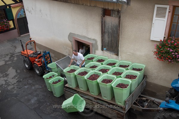 Vendange en Alsace (Grapes Harvest), Alsace, France - FR-ALS-0558