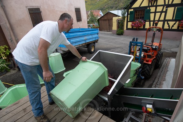 Vendange en Alsace (Grapes Harvest), Alsace, France - FR-ALS-0559