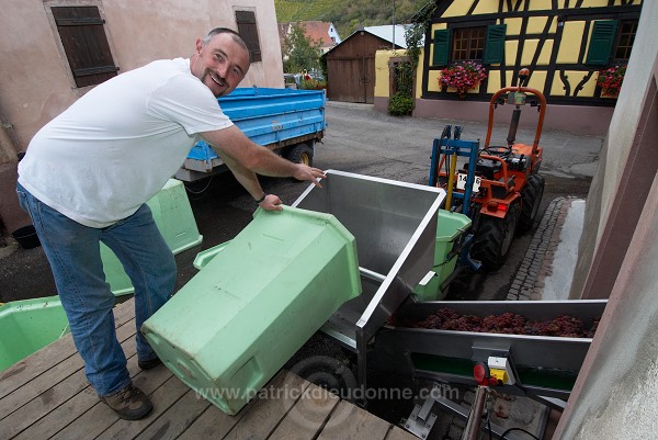 Vendange en Alsace (Grapes Harvest), Alsace, France - FR-ALS-0560