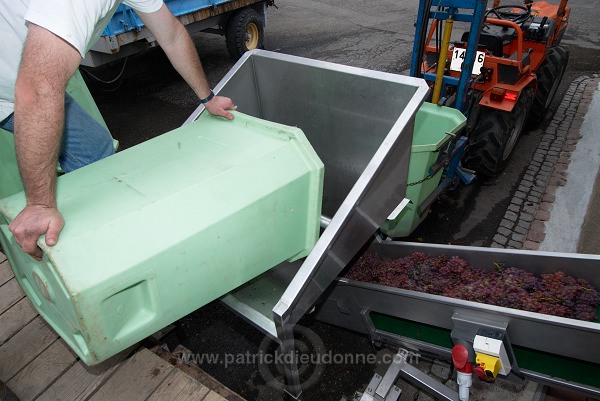 Vendange en Alsace (Grapes Harvest), Alsace, France - FR-ALS-0561