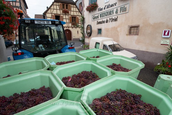 Vendange en Alsace (Grapes Harvest), Alsace, France - FR-ALS-0562