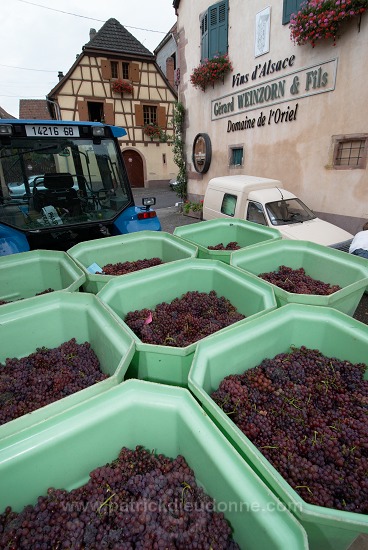 Vendange en Alsace (Grapes Harvest), Alsace, France - FR-ALS-0563