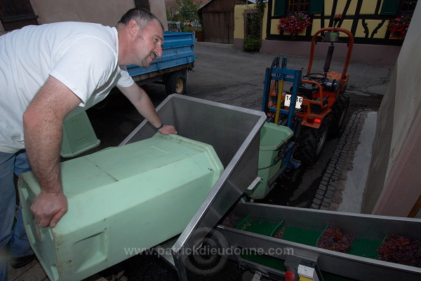 Vendange en Alsace (Grapes Harvest), Alsace, France - FR-ALS-0564