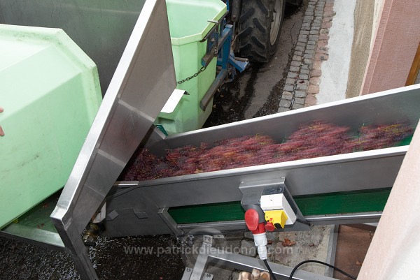 Vendange en Alsace (Grapes Harvest), Alsace, France - FR-ALS-0566