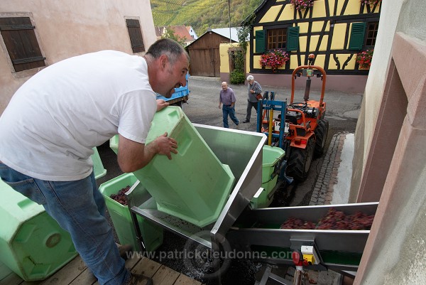 Vendange en Alsace (Grapes Harvest), Alsace, France - FR-ALS-0567
