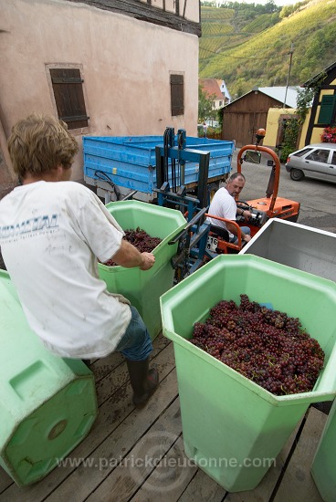 Vendange en Alsace (Grapes Harvest), Alsace, France - FR-ALS-0568
