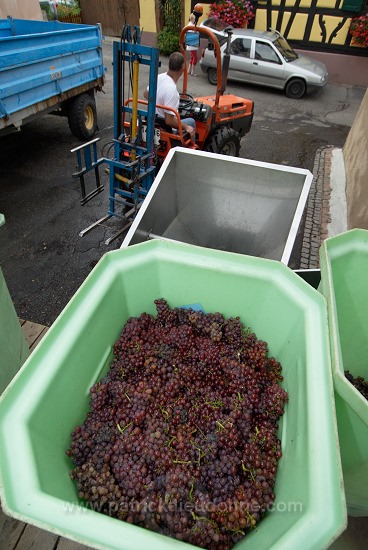 Vendange en Alsace (Grapes Harvest), Alsace, France - FR-ALS-0569