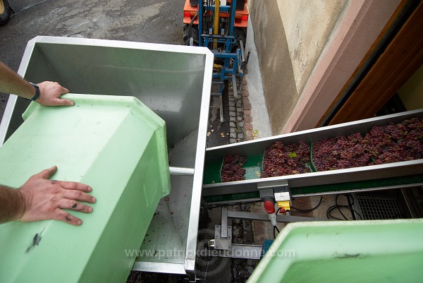 Vendange en Alsace (Grapes Harvest), Alsace, France - FR-ALS-0570