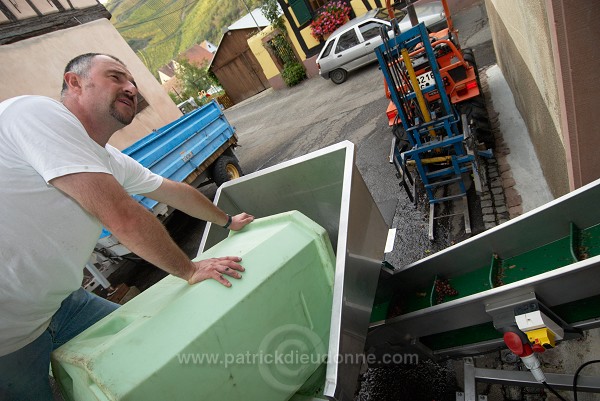 Vendange en Alsace (Grapes Harvest), Alsace, France - FR-ALS-0571