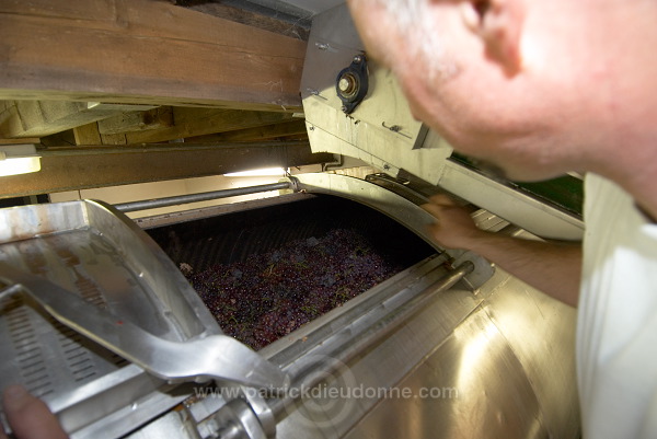 Vendange en Alsace (Grapes Harvest), Alsace, France - FR-ALS-0572