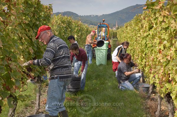 Vendange en Alsace (Grapes Harvest), Alsace, France - FR-ALS-0580