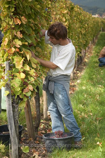 Vendange en Alsace (Grapes Harvest), Alsace, France - FR-ALS-0585