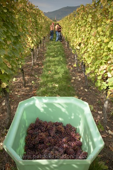 Vendange en Alsace (Grapes Harvest), Alsace, France - FR-ALS-0591