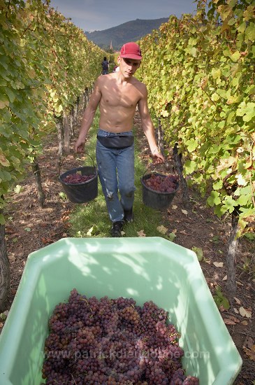 Vendange en Alsace (Grapes Harvest), Alsace, France - FR-ALS-0592