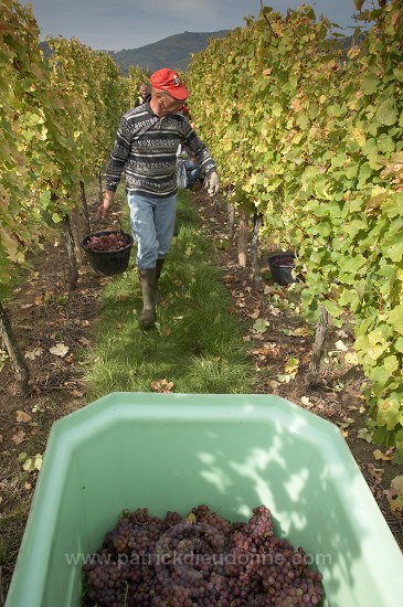 Vendange en Alsace (Grapes Harvest), Alsace, France - FR-ALS-0595